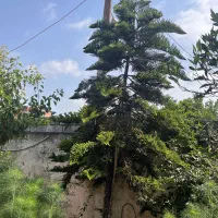 کاج مطبق