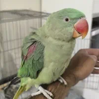 شاطوطی