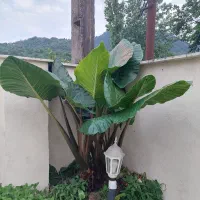 فروش گل بابا آدم