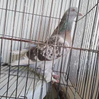 کفتر ترکیه‌ای ماده