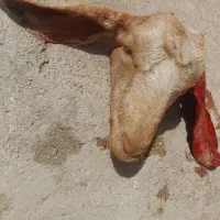 کله پاچه بزغاله
