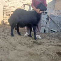 بره قوچ تازه دندون شیشک زده