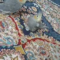 جوجه عروس هلندی سه ماهه