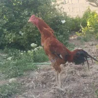 خروس لاری