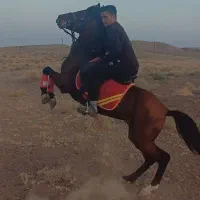 اسب|اسب و تجهیزات اسب‌سواری|مشهد, میان ولایت|دیوار
