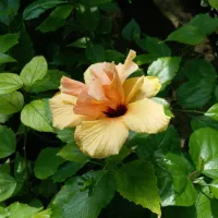 گلخانه سامبران