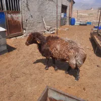 قوچ افشاری کاربلد جوون