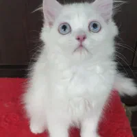 بچه گربه پرشین دالفیس