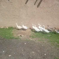 قاز محلی ۹ عدد با اردک