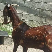 بز کاموری آبستن