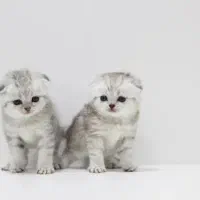 اسکاتیش سیلور