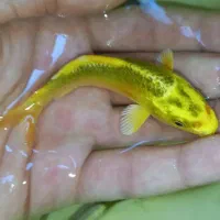 ‌ماهی کوی در انواع رنگ و نژاد و کوی بلک