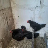 مرغ محلی بلک استار