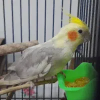 عروس هلندی گمشده محدوده مهدیس واسلام آباد