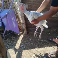 سلام وقت بخیر بقلمون گوشتی