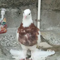فروش کفتر