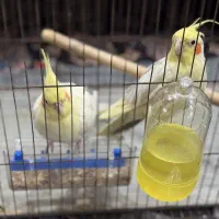 عروسی هلندی نرو ماده جفت