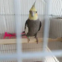 عروس هلندی نربالغ