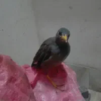 مرغ مینا دستی با لوازم