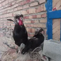 مرغ و خروس سر سفید