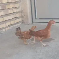 دوتا جوجه سرحال نر و ماده دو عدد ۷۰۰ تومان