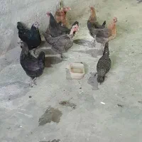 مرغ بومی