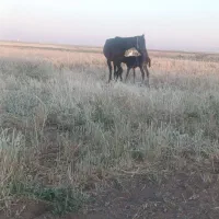 اسب