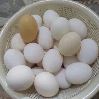 تخم مرغ گلین