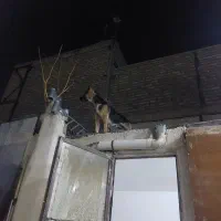 ژرمن 8ماهه