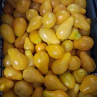 گوجه فرنگی ایتالیایی ۱۰۰ هزار تومان