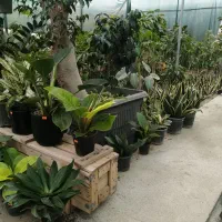 گلخانه گیاهان آپارتمانی افرا