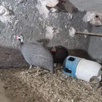 یک جفت مرغ شاخدار نرماده