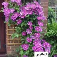 دشت بهشت