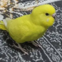 فن....