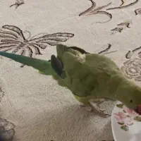 طوطی ملنگو گمشده