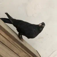کبوتر ماده سیاه سر برنجی پاپر چشم نوک