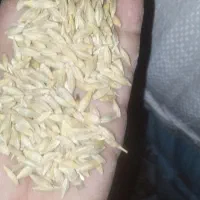 جو بذری