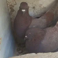 کفتر پرشی طیرونی سرخ