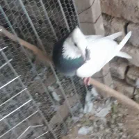 کبوتر|پرنده|نیشابور, حسین آباد جدید|دیوار