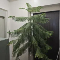 کاج مطبق