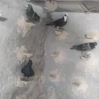 پرنده رفسنجان