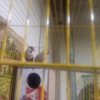 جفت فنچ نرگسی