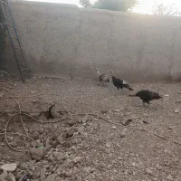 بوقلمون