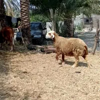 میش بختیاری دوقلوزا ابستن سه ماه بسیارهیکلی