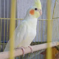 عروس هلندی لوتینو جوجه سه ماهه
