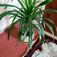 گل پاندانوس ۸۰۰