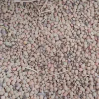 عدس ریز امسال