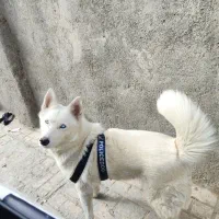 سگ هاسگی