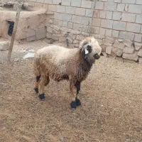 با سلام یک عدد نرمیش جوان