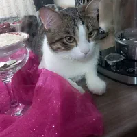 واگذاری گربه